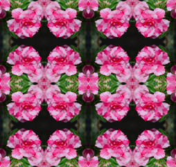 desert rose flower, adenium obesum seamless pattern background