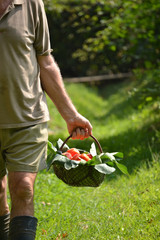 Campesino seleccionando cosecha de tomates frescos.Cultivo de tomates. 