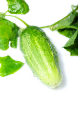 cucumber