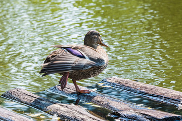 duck on the pond