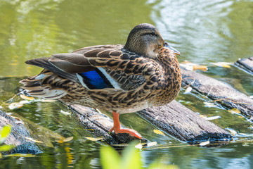 duck on the pond