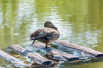 duck on the pond