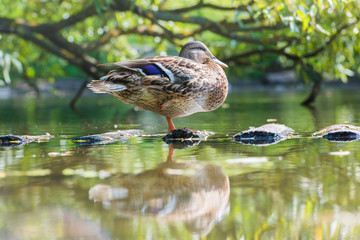 duck on the pond