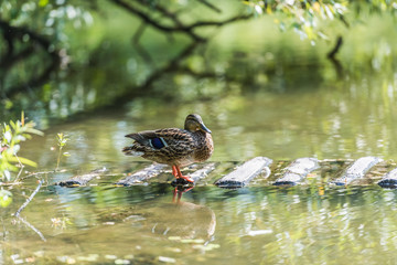 duck on the pond
