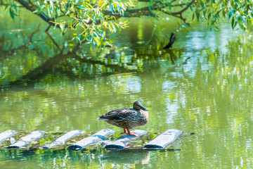 duck on the pond
