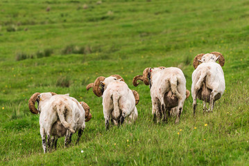 Fototapeta premium Sheep and lambs in the grasslands, Scotland