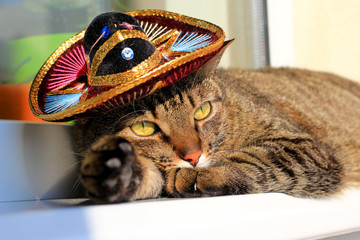 cat wearing a mexican sombrero hat