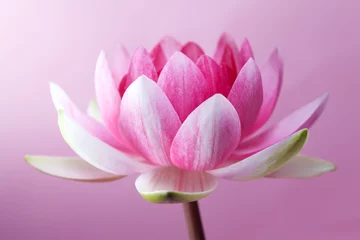 Fotobehang Lotusbloem Waterlelie, lotus