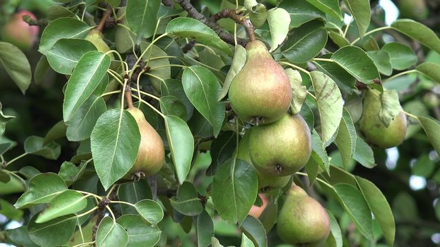 Pear fruits hanging on pear tree