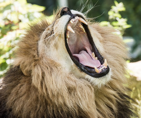 Portrait of  a roaring lion