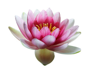 Pink Lotus Flower isolated on white