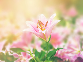 pink lily flower on the nature, light leak added