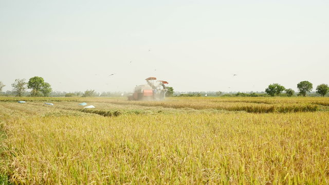 Combine harvesting rice crops and flock of birds flying over