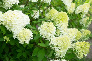 Hydrangea in the garden