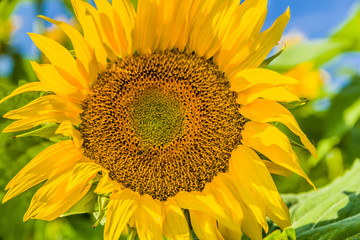 close-up of a bee pollinating sunflower