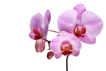 Obraz na płótnie Canvas Pink orchid flower, isolated