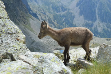 Bouquetin