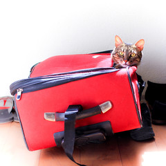 cat inside a suitecase ready for a trip
