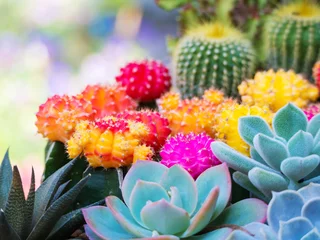 Tuinposter colorful cactus on outdoor nature © missisya
