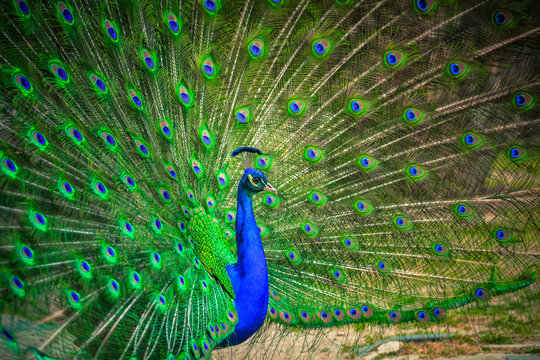 Fototapeta Portrait of beautiful peacock 
