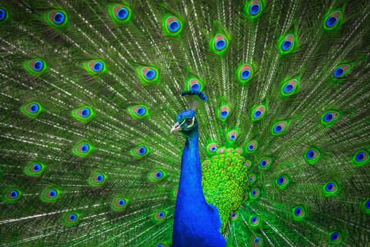 Fototapeta Portrait of beautiful peacock 