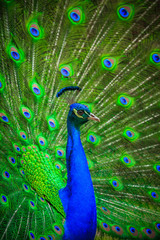 Obraz na płótnie Canvas Portrait of beautiful peacock 