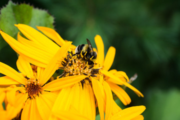 Flower Ligularia dentata orthello