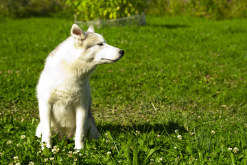 Husky on a green grass