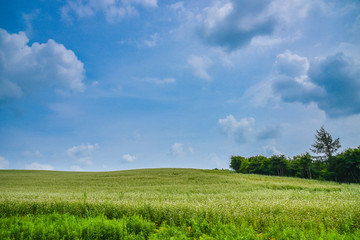 field in blue sky