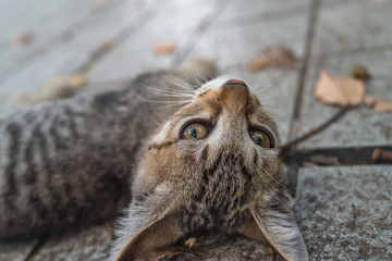 リラックスする仔のらねこ