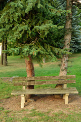 Obraz premium Holzbank unter Fichten