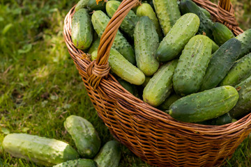 cucumbers