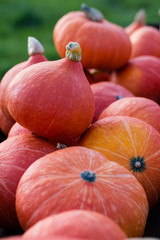 Halloween und Erntedank, K&uuml;rbisse