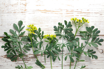 Rue herb plant. Lithuanian traditional plant