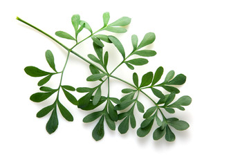 Rue branch isolated on white