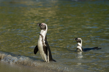 Two African penguins on the beach