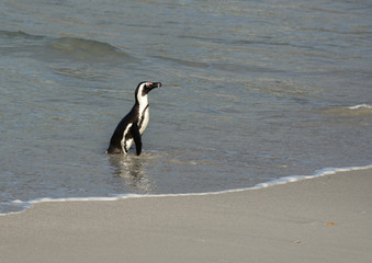 African penguin on the beach