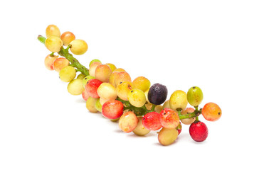 Antidesma velutinosum Blume Fruit isolated on white background