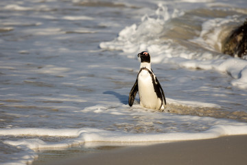 Naklejka premium African penguin on the beach