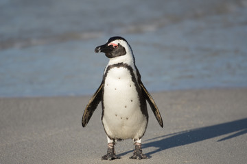Naklejka premium African penguin on the beach