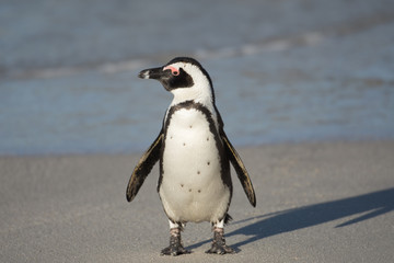 Naklejka premium African penguin on the beach
