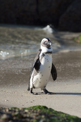 African penguin on the beach