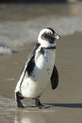 African penguin on the beach