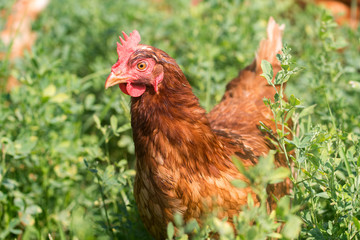 Red sex link chickens