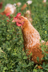 Red sex link chickens