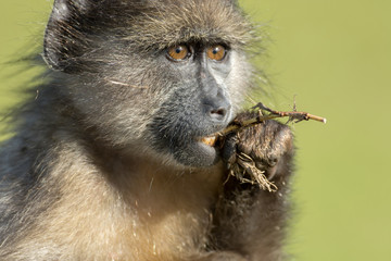 Chacma baboon