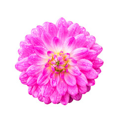 Pink Dahlia with dew drop isolated