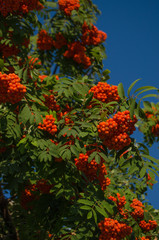 Obraz premium rowan tree