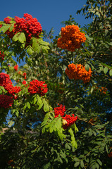 rowan tree