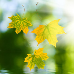 image of autumn leaves